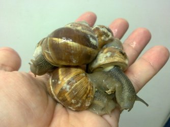 panais snails.jpg