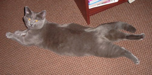 Cats 169.jpg