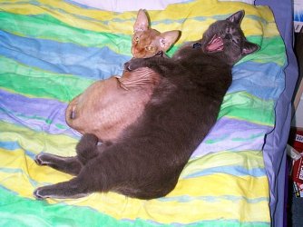 Cats 197.jpg