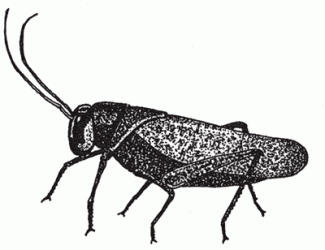 typical_cricket.gif