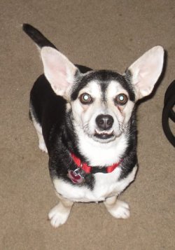 Daphne 1.jpg