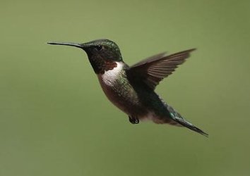 hummingbird1.JPG