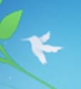 hummingbird1.jpg