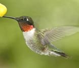 hummingbird2.jpg