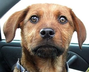 cute_puppy-7155.jpg