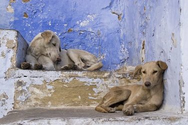 dogs.jpg