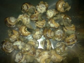 panais snails 2.jpg