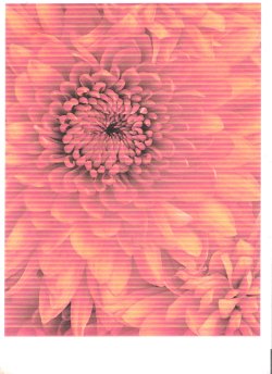 7260 flower.jpeg