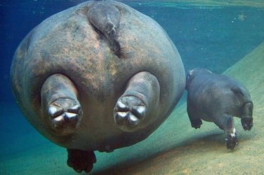 Fat-ass.jpg Fat-ass.jpg