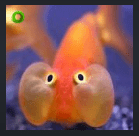 f.png f.png