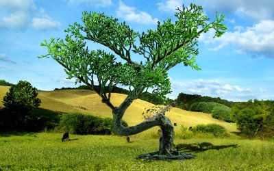 bonsai manipulation 01.jpg bonsai manipulation 01.jpg