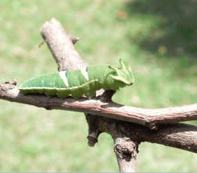 CATERPILLAR1.PNG