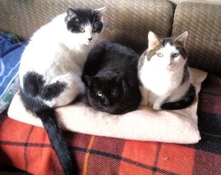 3cats.jpg 3cats.jpg