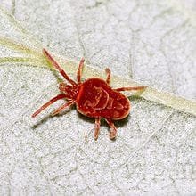 220px-Trombidium.spec.1706.jpg