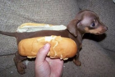 weiner-dog-13.jpg