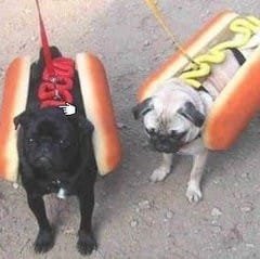 halloween-dogs-774892-240x239.jpg