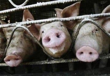 snouts.jpg