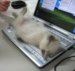 Crashed on computer (600 x 570).jpg