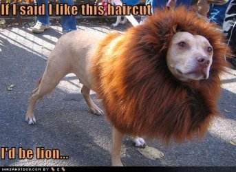 funny-pictures-1.jpg.jpg