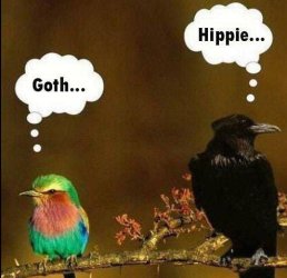 funny-bird-photo.jpg