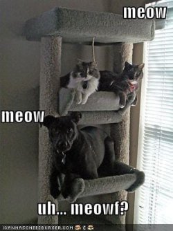 funny-pictures-cats-house-dog-21.jpg