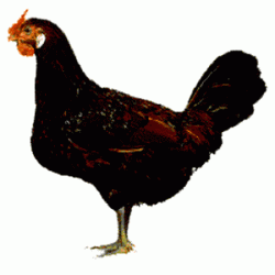 old-english-pheasant-fowl.gif