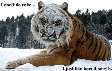 i-dont-do-coke-i-just-like-how-it-smells-tiger-meme.jpg