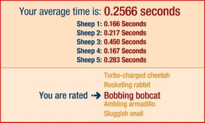 sheep.JPG sheep.JPG