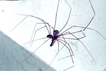 Daddy-Long-Legs-Spider_big.jpg Daddy-Long-Legs-Spider_big.jpg