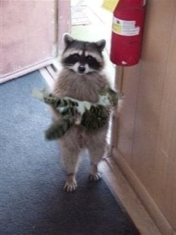 Lose a cat.jpg Lose a cat.jpg