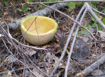 turtle12.jpg