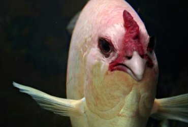 Cicken fish.jpg