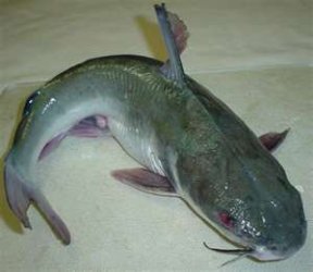 thumbnail-Catfish.jpg thumbnail-Catfish.jpg