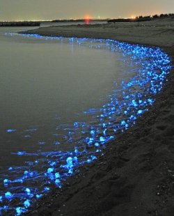 jelly2.jpg