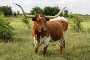 Longhorn.jpg