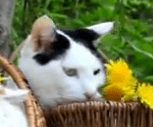adolf.PNG adolf.PNG