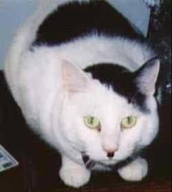 kitler8.jpg kitler8.jpg
