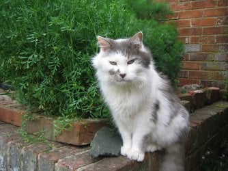 smudge.jpg smudge.jpg