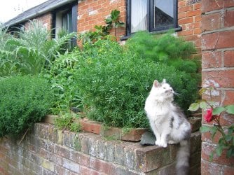 garden.jpg garden.jpg