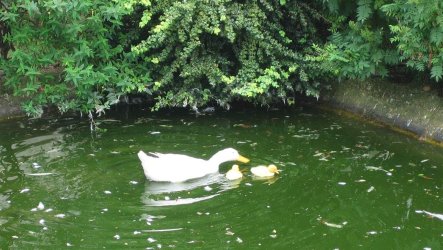 pond.jpg