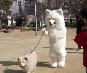 284787e33b71c44b74b755bc43b844ba-guy-in-dog-suit-walking-dog.jpg
