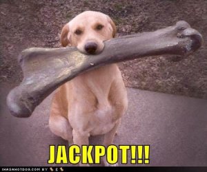 funny-dog-pictures.jpg