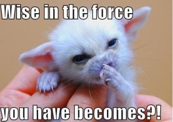 star-wars-yoda-cat.jpg