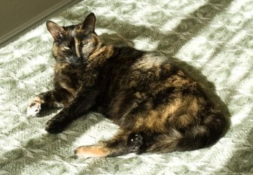 Tibby-1.jpg Tibby-1.jpg