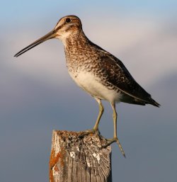 snipe.jpg