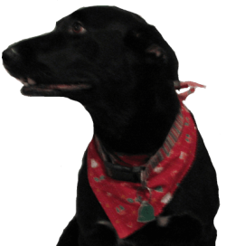 Washo H&S png.png