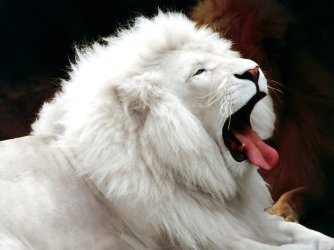 White_Lion.jpg