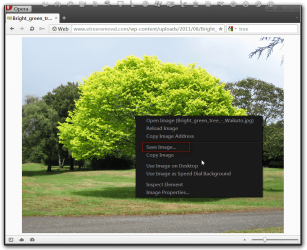 Bright_green_tree_-_Waikato.jpg (2592×1944) - Opera.png