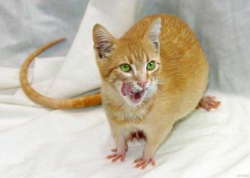 Rat-Cat-640x456.jpg
