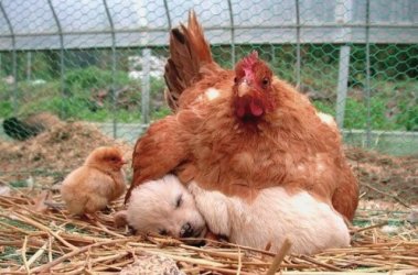 What-the-Hell-Mothering-732.jpg